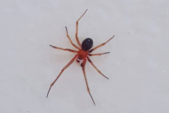 Aranhas Nesticodes rufipes