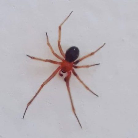 Aranhas Nesticodes rufipes